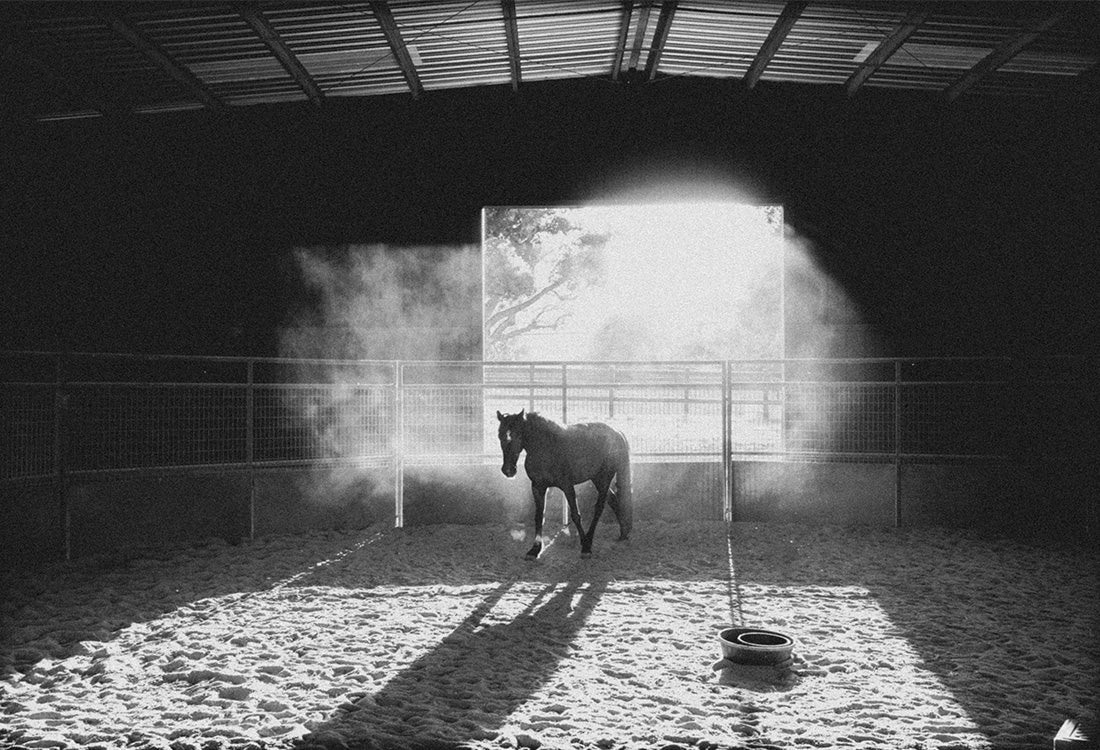Horse in a barn with sun rays shining through the door 