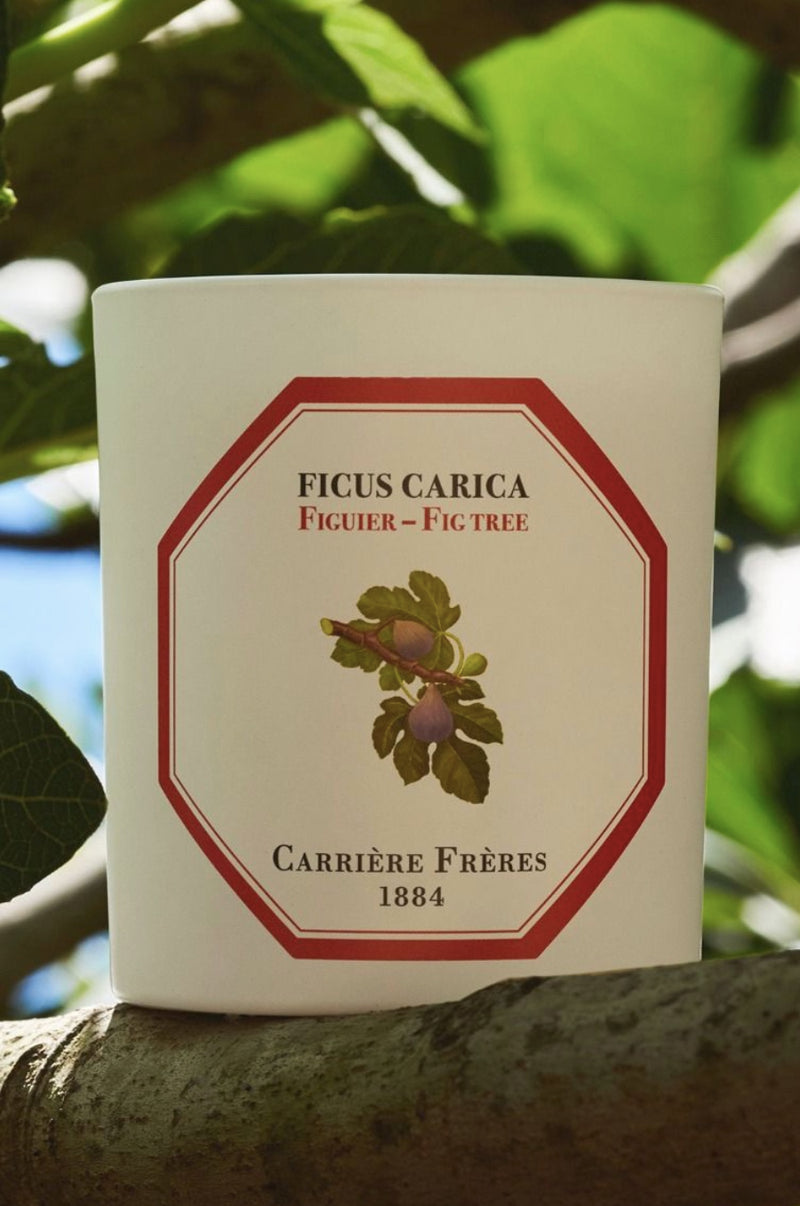 Carriere Freres Fig Tree Candle.