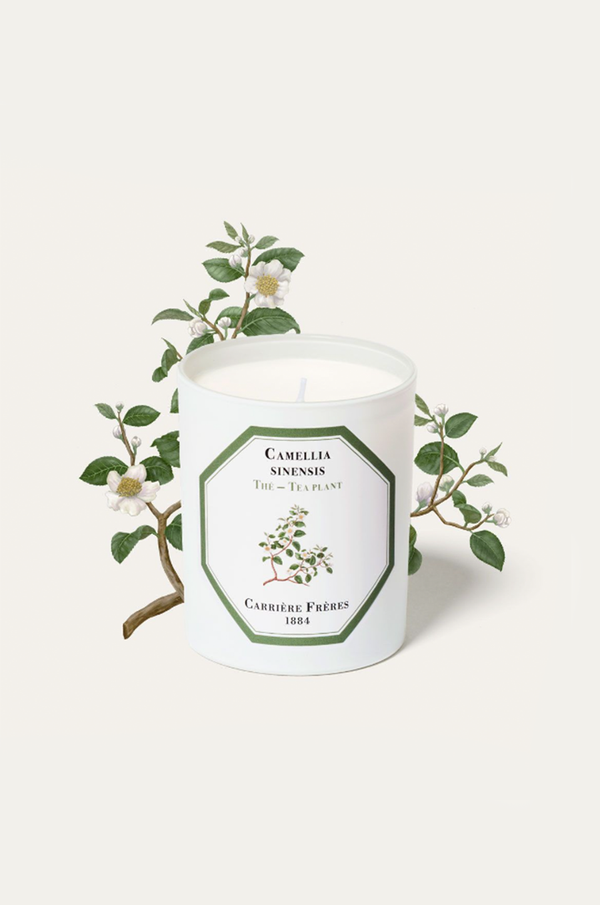 Carriere Freres Tea Plant Candle.