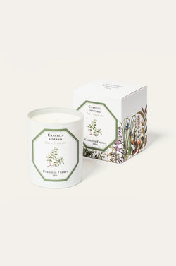 Carriere Freres Tea Plant Candle.